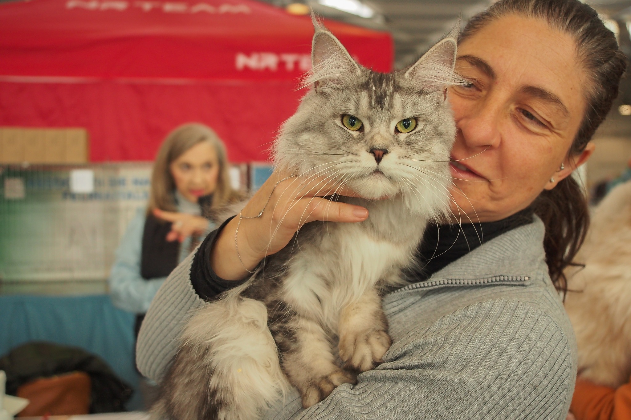 Maine Coon maestoso
