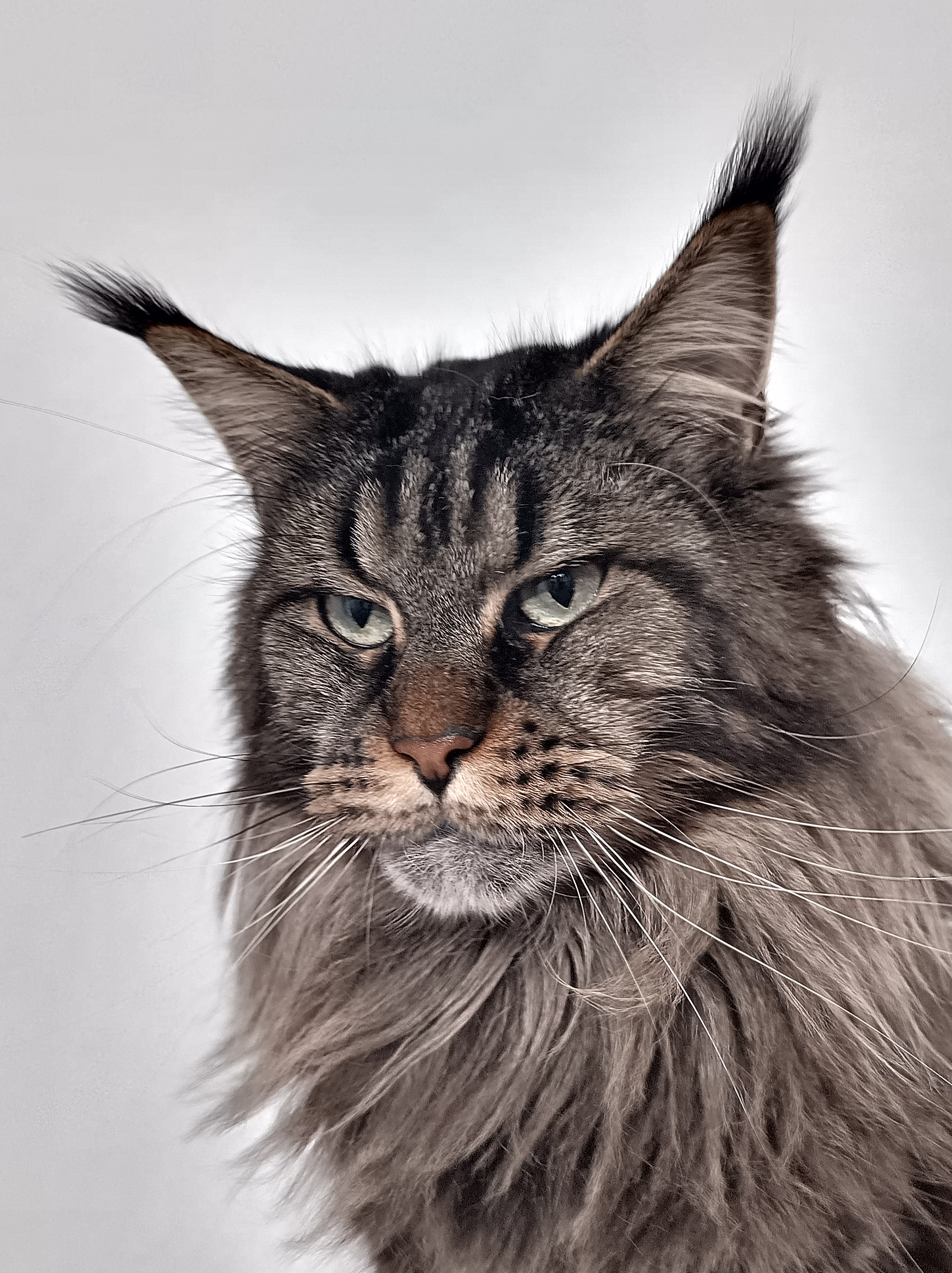 Cucciolo di Maine Coon